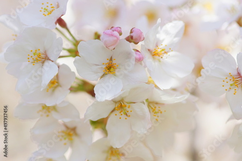 満開の桜 © ken