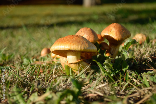 mushrooms and grass