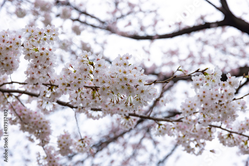 Fototapeta Naklejka Na Ścianę i Meble -  Cherry blossom at the park cloudy day
