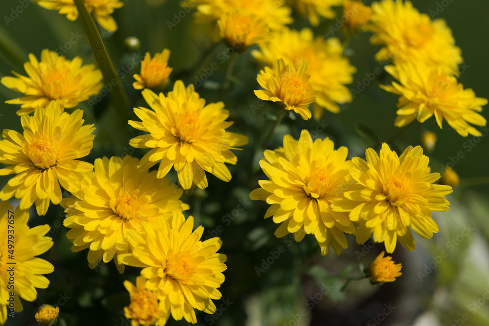 yellow flowers in the garden yellow flowers in the garden