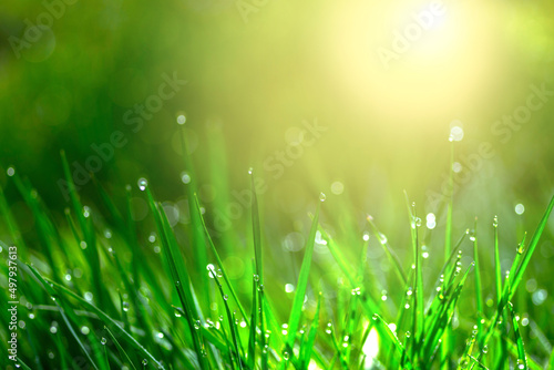 Fototapeta Naklejka Na Ścianę i Meble -  Morning Dew on grass close up