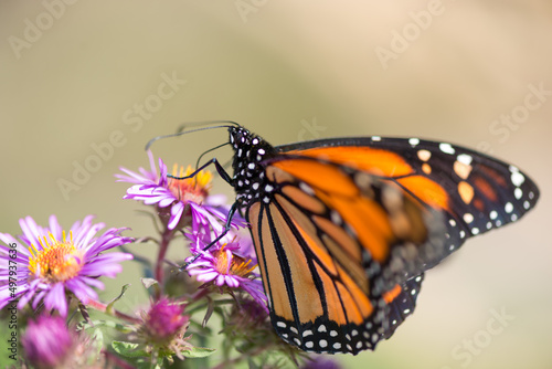 butterfly on flowers - sand-brown bokeh background
