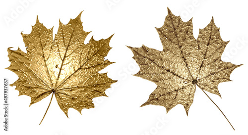 Maple leaves with golden texture. Isolated leaves on an empty background. photo