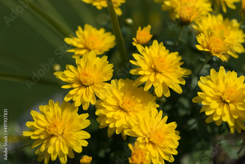 yellow chrysanthemums flowers