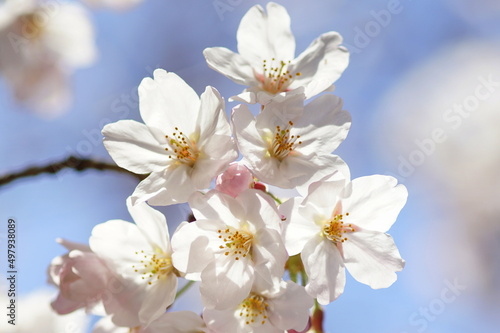 満開の桜