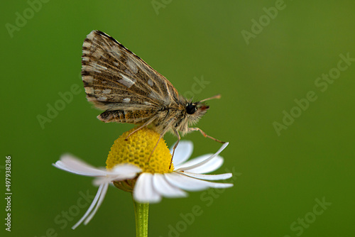 Macro shots, Beautiful nature scene. Closeup beautiful Grizzled Skippers sitting on the flower in a summer garden.