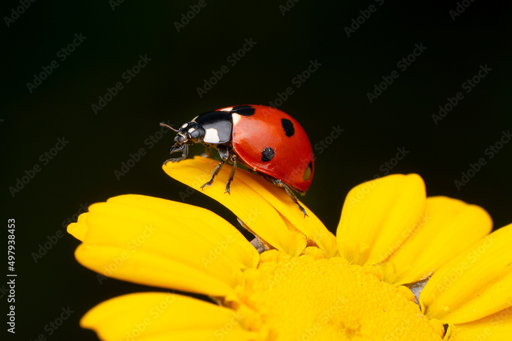 Beautiful ladybug on leaf defocused background Beautiful ladybug on leaf defocused background