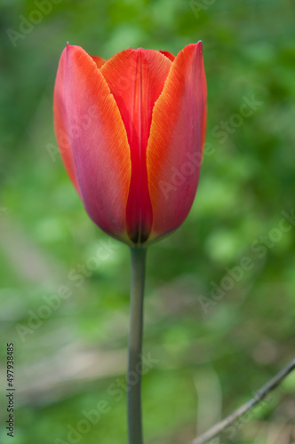 tulip isolated on a green background