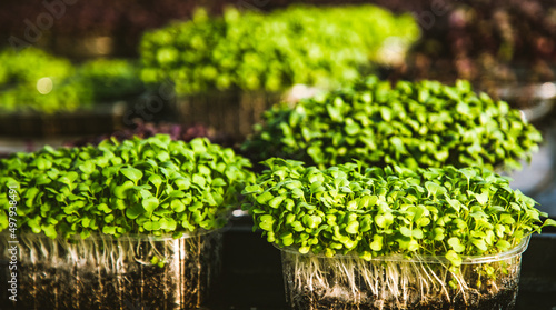 microgreens healthy eco gardening permaculture