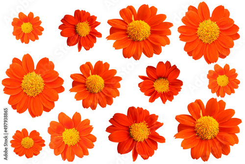 Close up, Design collection set orange a zinnia flower blossom blooming isolated on white background