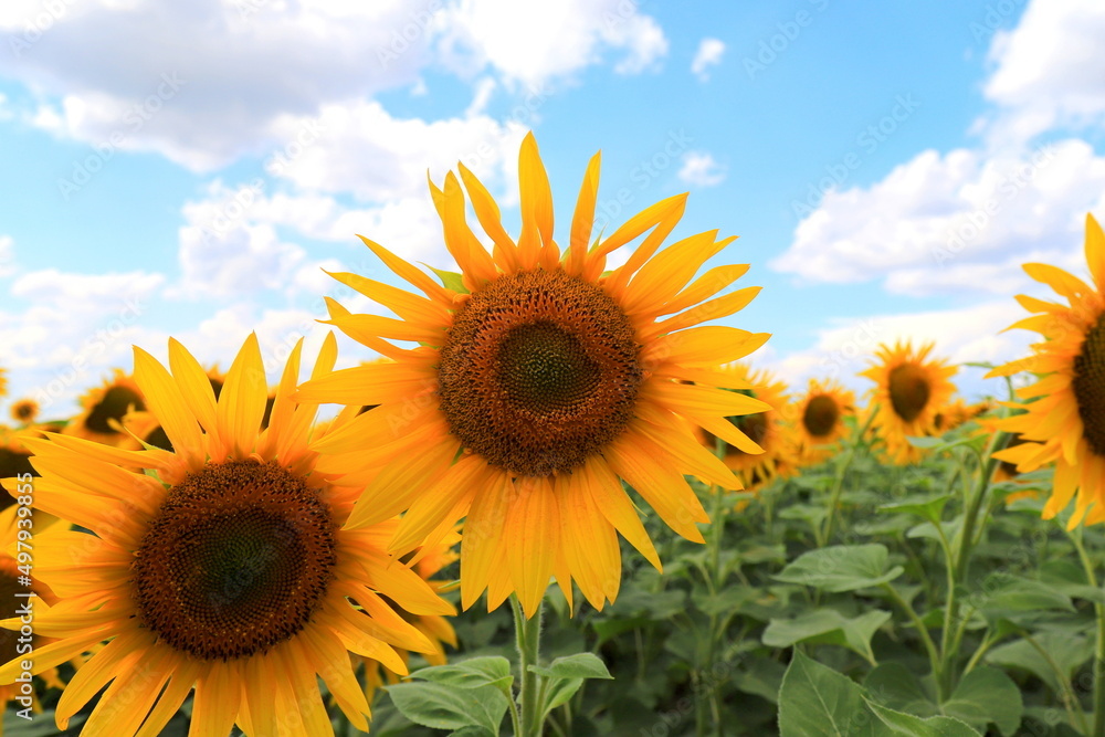 Obraz premium Large yellow sunflower bloomed on farm field in hot summer day against the blue sky. Agricultural industry, production of sunflower oil, honey.