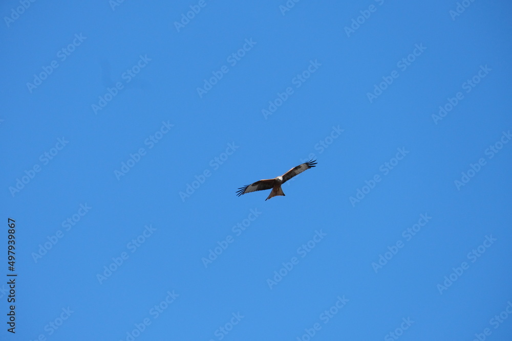 Adler Adler