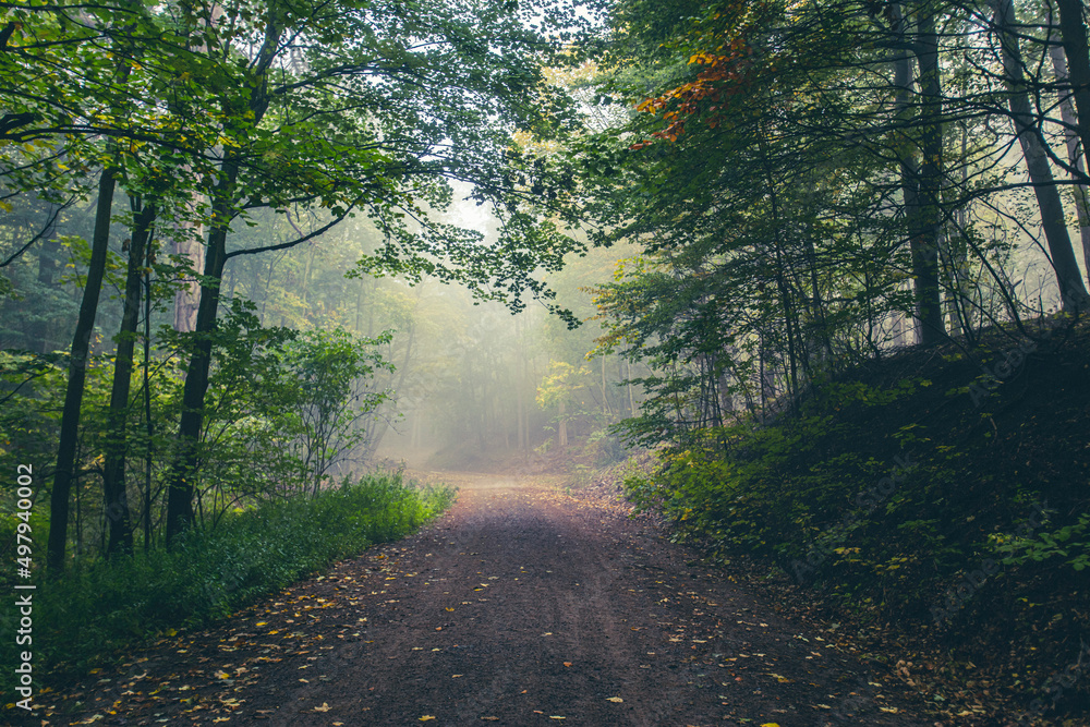 Obraz premium Krčedinski Breg - Vikend naselje 