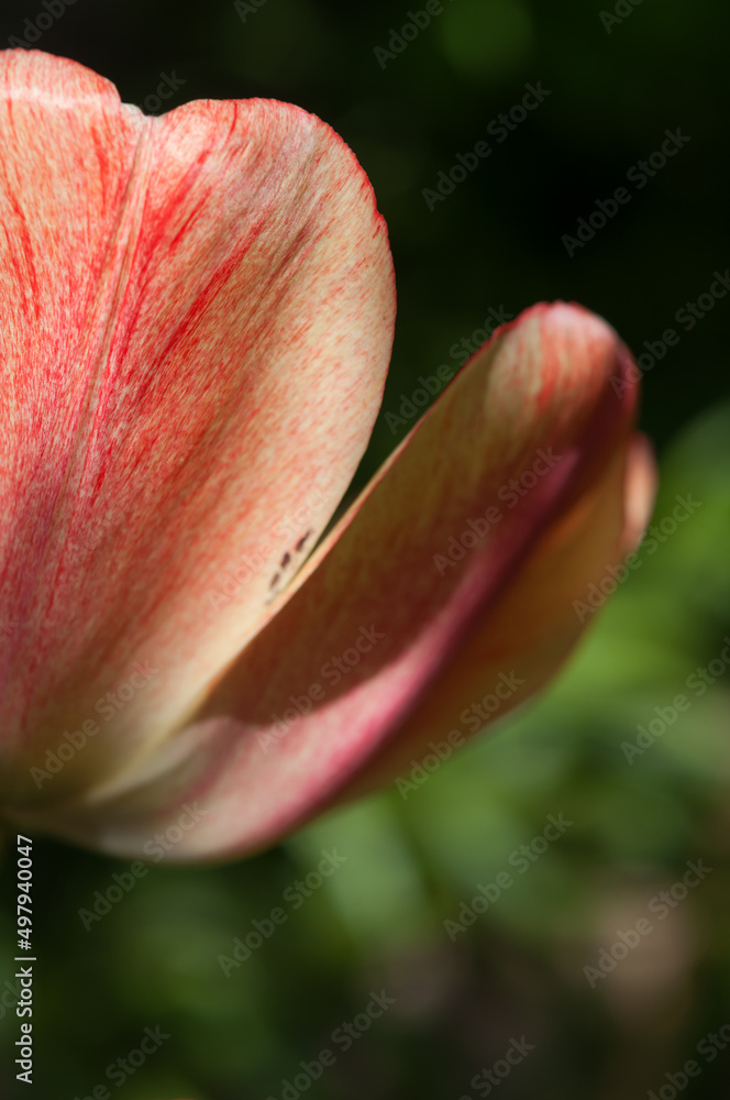 flower petals close up on a darkish background flower petals close up on a darkish background