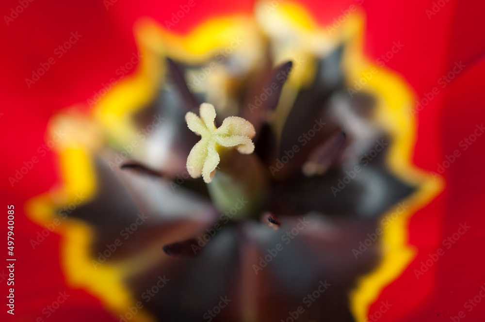tulip pistil in focus tulip pistil in focus