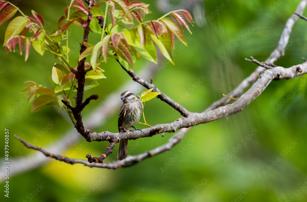 A brown striped bird, Variegated Flycatcher perched in a tree in the forest with colorful leaves in a picturesque scene.
