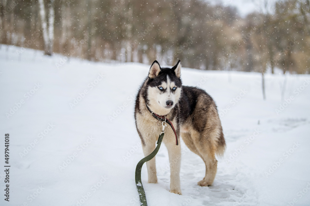 Husky dog portrait. Siberian husky with blue eyes in winter snowy park . Husky dog portrait. Siberian husky with blue eyes in winter snowy park .