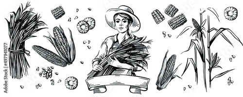 A farmer woman in a hat holds corn in her hands. Great for logo and packaging. Corn grains and cobs. Isolated headpiece. The illustration is hand drawn.