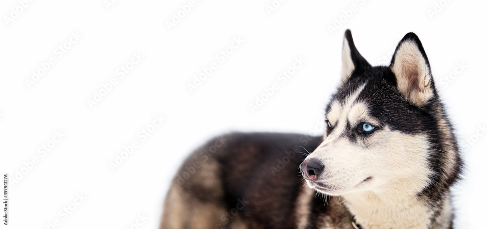 One Siberian Husky dog. Close up portrait of Husky breed. Husky dog has black and white fur color. Isolated white background. One Siberian Husky dog. Close up portrait of Husky breed. Husky dog has black and white fur color. Isolated white background.
