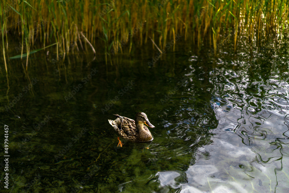Fototapeta premium Mallard Anas platyrhynchos calm swim on the lake. Ińsko Landscape Park.