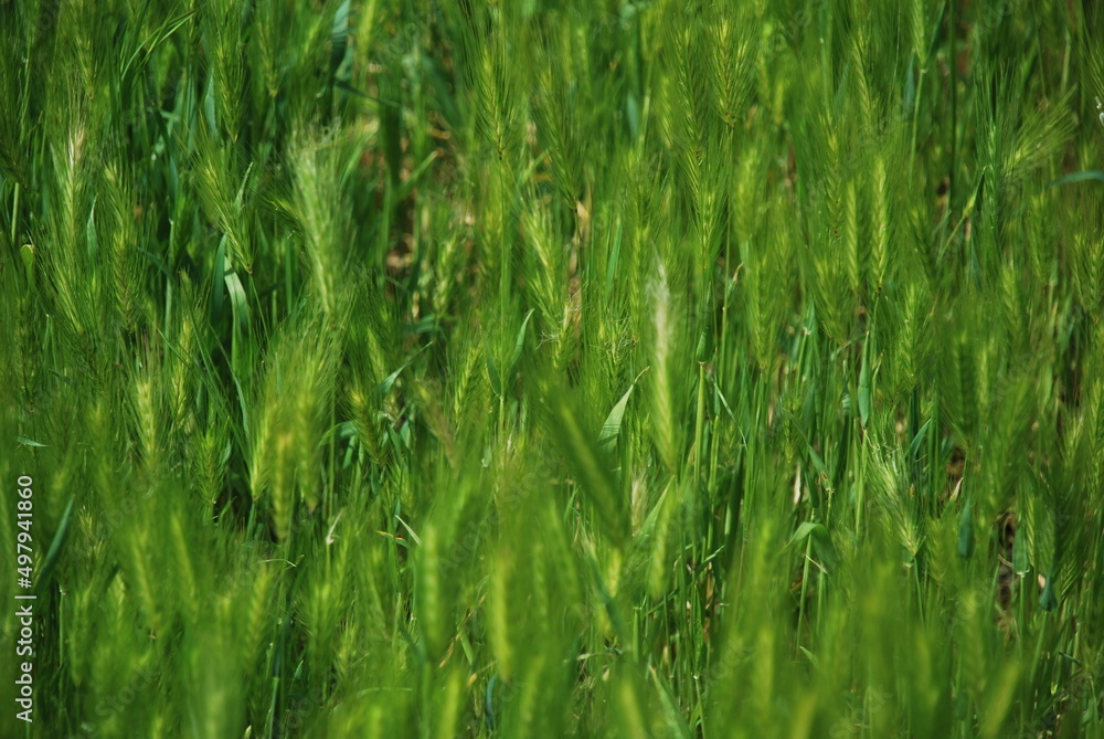 green grass background