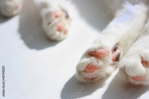 Cute fluffy white fur domestic cat paws, pink pads with black stains. Laying and relaxing on the white surface.