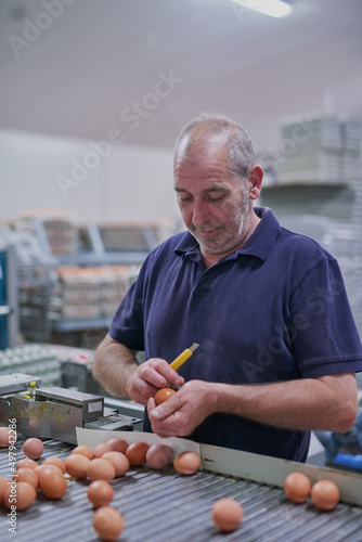 An interesting set of skills. Shot of a focused mature factory worker sorting out chicken eggs on a conveyer belt inside of a factory.