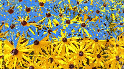 Die Blumen ukrainisch Blau Gelb 