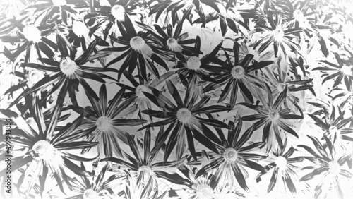 Schwarz weiß Blumen