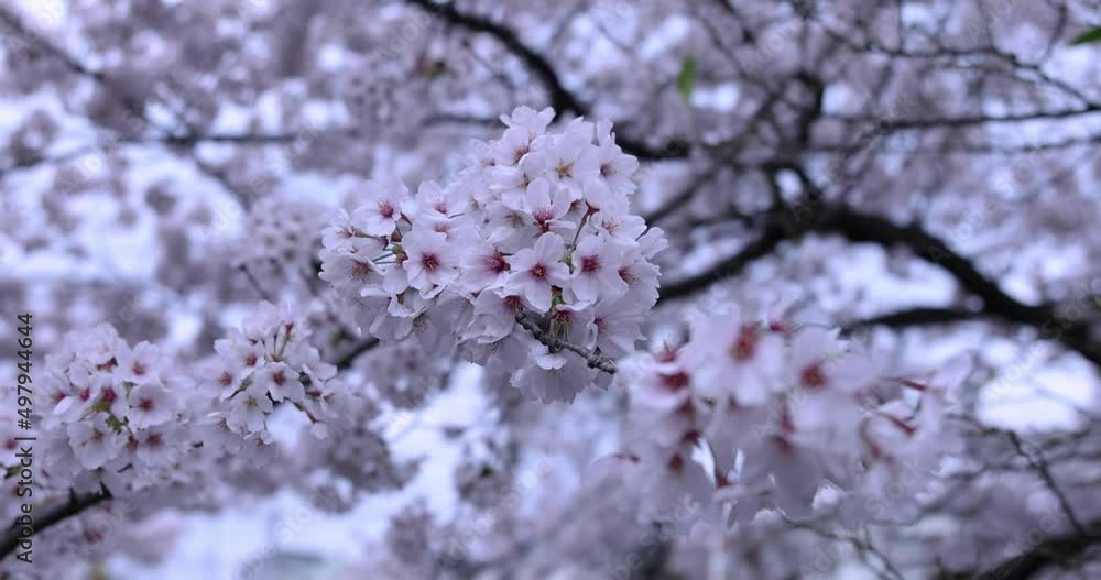Cherry blossom at the park cloudy day closeup handheld Cherry blossom at the park cloudy day closeup handheld