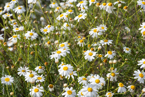 white wild daisies from above