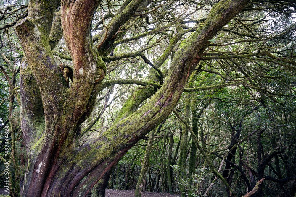 trees in the Anaga nature reserve in the northeast of Tenerife trees in the Anaga nature reserve in the northeast of Tenerife