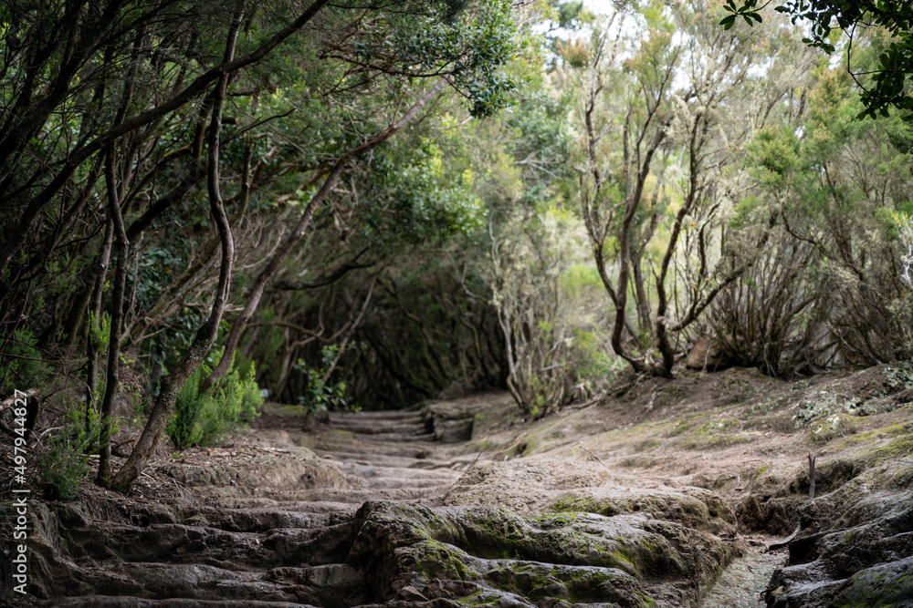 Anaga Nature Reserve in the northeast of Tenerife Anaga Nature Reserve in the northeast of Tenerife