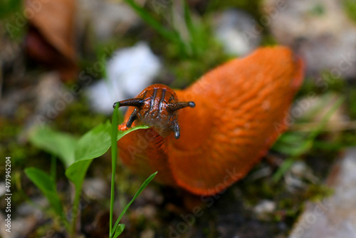 An Orange slug eating a green leaf