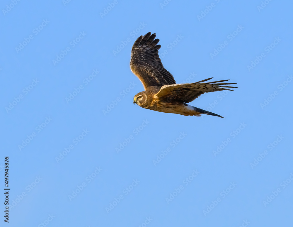 Northern Harrier in Flight Against Blue Sky Northern Harrier in Flight Against Blue Sky
