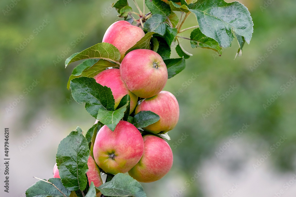 Ripe red apples in the garden on a tree. Apple harvest Ripe red apples in the garden on a tree. Apple harvest