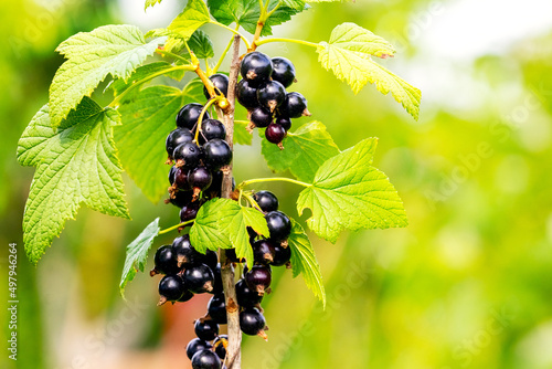 Black currant berries in the garden on the bush. Currant harvest. Growing currants photo