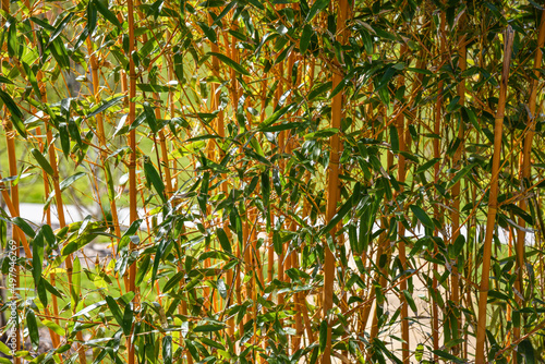 Golden Bamboo