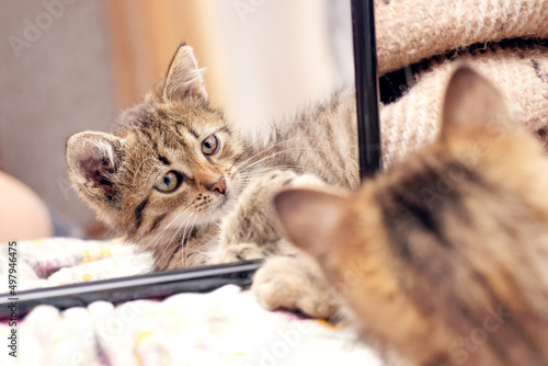 Photography A small striped kitten lies near the mirror, the kitten is reflected in the mirr