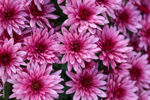 Pink Chrysanthemums in the autumn garden .Background of many small pink flowers of Chrysanthemum. Beautiful autumn flower background. Chrysanthemums Flowers blooming in garden at spring day. 