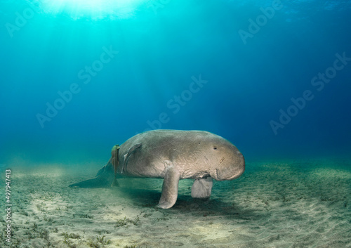 Rare dugong male in a deep blue sea under the light © Margarita Hranovska