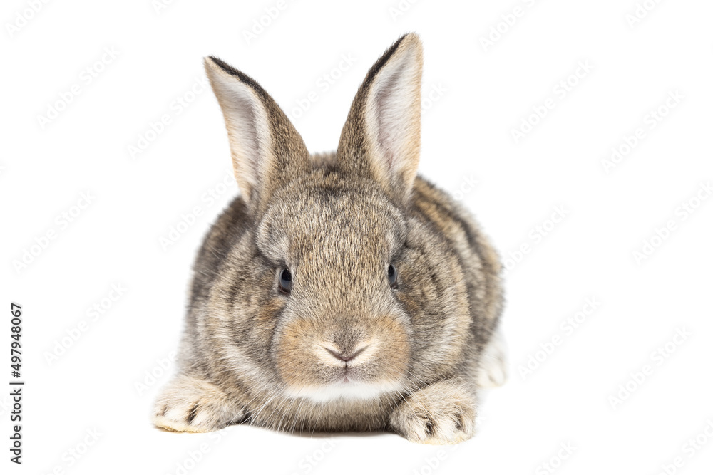 gray fluffy rabbit looking at the signboard. Isolated on white background. gray fluffy rabbit looking at the signboard. Isolated on white background.