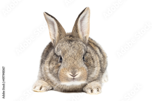 gray fluffy rabbit looking at the signboard. Isolated on white background.