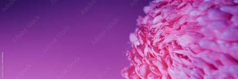 Purple flower bud petal close-up. Gentle background. Banner. Horizontal postcard with lush chrysanthemum, peony, rose or carnation. Holiday mockup design of gift certificate. Mother day card template Purple flower bud petal close-up. Gentle background. Banner. Horizontal postcard with lush chrysanthemum, peony, rose or carnation. Holiday mockup design of gift certificate. Mother day card template