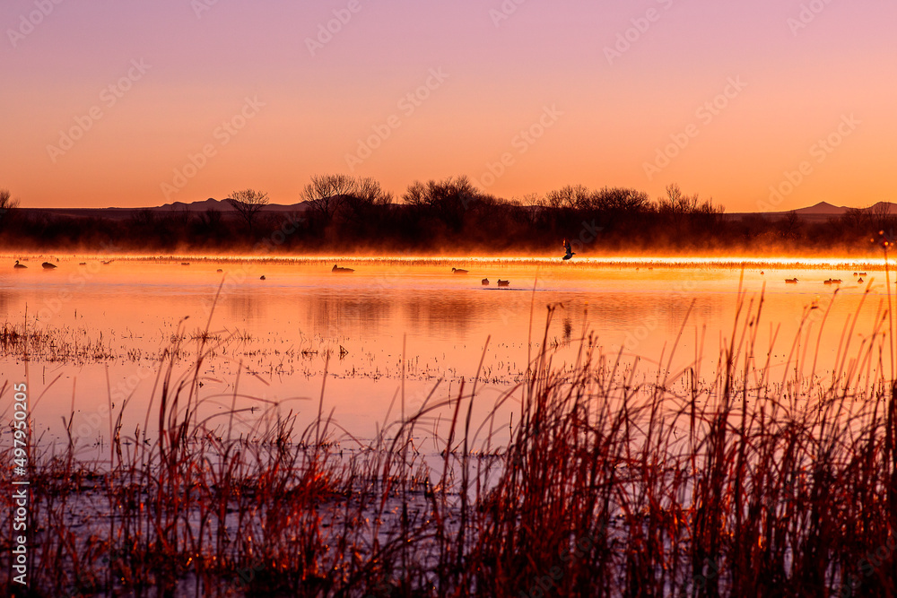 sunset on the lake, birds in flight