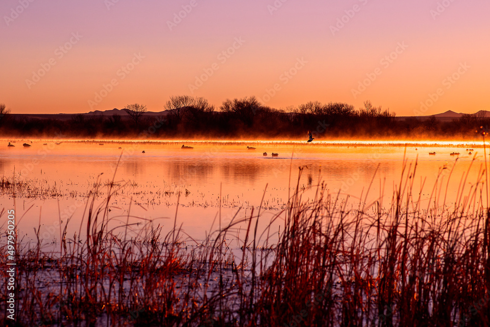 sunset on the lake, birds in flight sunset on the lake, birds in flight