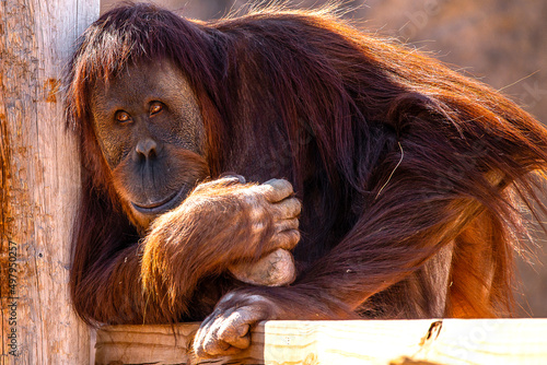 Portrait of an orangutang