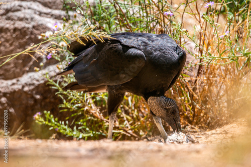 Turkey Vulture eating