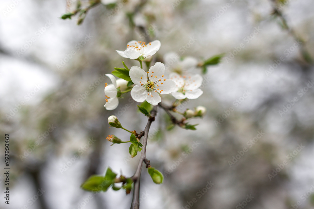 Blooming fruit tree on a blurred natural background.