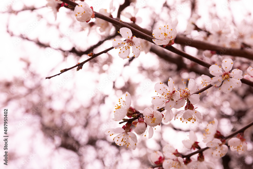 Beautiful branches of a flowering tree against a blue sky.Beautiful sakura flowers in the spring season in the park.texture of a floral pattern, natural background. Blossom trees. Macro. Beautiful branches of a flowering tree against a blue sky.Beautiful sakura flowers in the spring season in the park.texture of a floral pattern, natural background. Blossom trees. Macro.